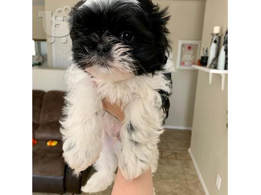 Shih tzu